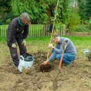 Wild service trees (Sorbus torminalis) being planted at Whipsnade Tree Cathedral