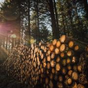 Wales' Beddgelert Forest