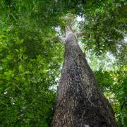 It is one of the tallest and longest-lived trees in the Amazon rainforest