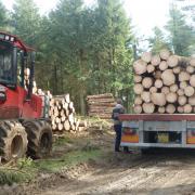 Extracting Norway spruce sawlogs on a private estate in West Sussex.