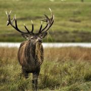 Ardgay Game has landed the deal for the deer culled by Forestry and Land Scotland