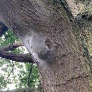 OPM (oak processionary moth) was found in 2006 on imported oak trees planted in West London