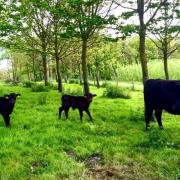 Cows and semi-mature trees in an established silvopastoral system