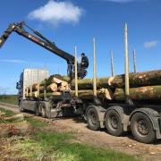 I order to keep my hand in the game and to maintain my enjoyment I have recently become a timber buyer, purchasing oversized loads of hardwood for firewood dealers