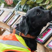 Ivor has been trained to sniff out the dangerous pathogen