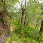 Woodland at Kinloch