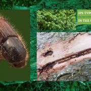 Ips typographus has the potential to wreak havoc on commercial forestry in the UK.