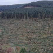 Trails in Mynydd Du Forest, near Crickhowell, remain obstructed by fallen trees and branches