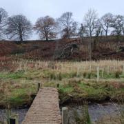 The landowners I’ve been nagging for the last six months to do something about their hedging have suddenly decided it’s a priority.