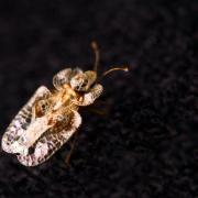 The plane lace bug is native to North America and is now widespread in mainland Europe.