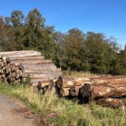 I would happily take logs on the day they’re felled as there is no advantage to them drying out.