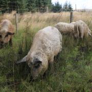 A rare species, Mangalitsa could be mistaken for sheep on first glance.