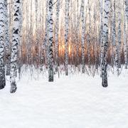 Birch, representing 24 Dec to 20 Jan in the Celtic tree calendar, looks best in winter.