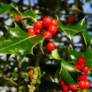 Holly berries are often bright red and ripe looking by November, although the birds won’t touch them until the New Year when the bitter principle they contain has broken down.