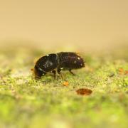 Ips cembrae, the large larch bark beetle, is a bark-boring beetle native to Europe which principally attacks European larch