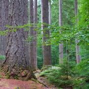 Native to North America, the species has been used in British forestry for over 100 years