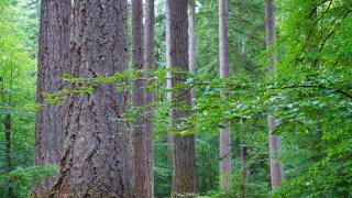 Native to North America, the species has been used in British forestry for over 100 years