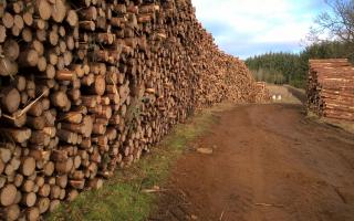 Timber webinar to explore disruptions to European and US hardwood markets