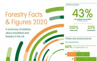2020 UK forestry facts and figures published