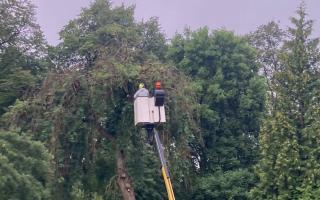 Glasgow City Council was forced to fell an Ash tree - the oldest tree in the Botanic Gardens - due to Ash Dieback.