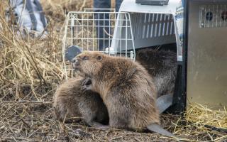 The beavers leave their cages