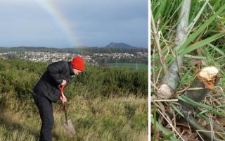 Bob Glen has led efforts to plant hundreds of trees in the Pentland Hills, but vandals have destroyed years of work