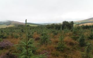 Sitka is one of the most prominent species in the UK's forestry industry