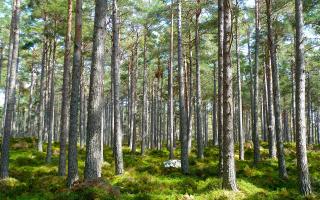 Forestry England’s Woodland Creation Team has plans for a proposed new woodland near Bye Common on Exmoor