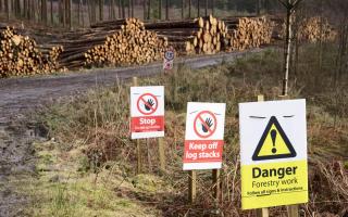 The landowner failed to replace felled trees