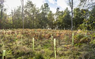 Scotland's plummeting woodland creation rates were singled out for criticism in the report