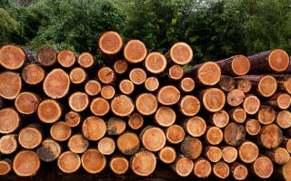 A leading forestry manager has suggested a levy could be placed on all timber sales