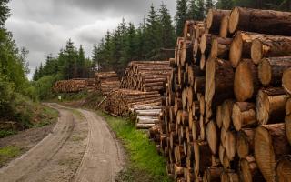 Northern Ireland's conifer planting rate lags behind its broadleaved species