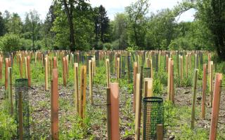 Over 3,300 native trees have been planted by over 600 volunteers, using new non-plastic and the more traditional tree guards.