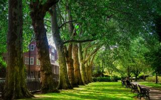 The significance of urban trees is understood by those making the decisions; they just can't prioritise them