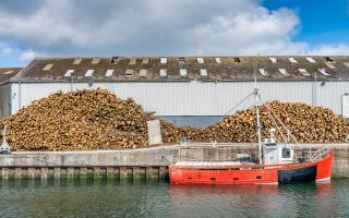 The discovery of the beetles has seen conifer log exports paused from Scotland into Ireland