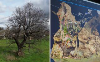 Left: Gaussian splat of a veteran oak, Tamworth. Right: Old Man of Calke in reality capture.