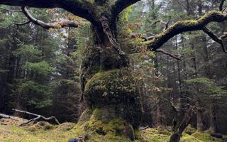 The unknown Dutch tree enthusiast takes a picture of the tree