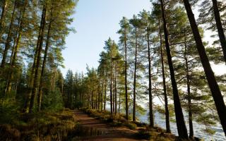 Our diarist believes the UK's tree of the year should be in good health