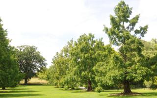 Off the car park turning circle, an avenue of deciduous dawn redwoods (Metasequoia glyptostroboides), planted 22 years ago, has been growing for moments like these, when sunlight turns swathes of linear branchlets a shimmering yellow-green.