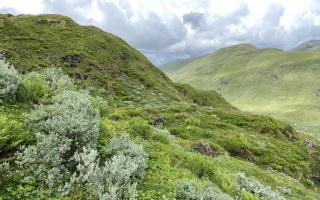 Restored montane willows at Ben Lawers