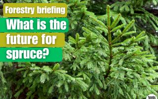 The Forestry Briefing explores the latest news in forestry