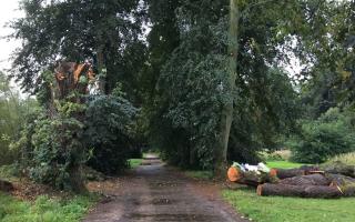 The area in The Carrs, a woodland area in Wilmslow, Cheshire where Chris Hall was hit by a limb of a tree