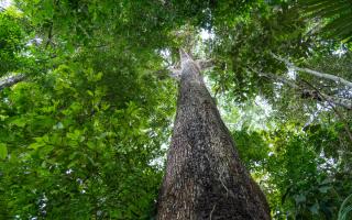 It is one of the tallest and longest-lived trees in the Amazon rainforest