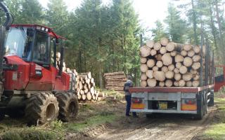 Extracting Norway spruce sawlogs on a private estate in West Sussex.