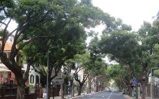 There are challenges to maintaining existing trees.