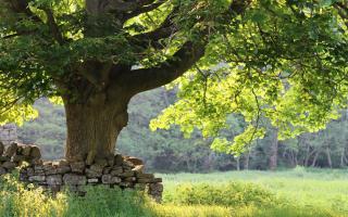 Ancient sycamore tree in a countryside meadow next to a dry stone wall