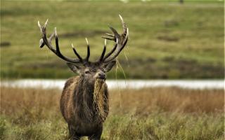 Ardgay Game has landed the deal for the deer culled by Forestry and Land Scotland