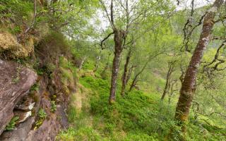 Woodland at Kinloch