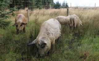 A rare species, Mangalitsa could be mistaken for sheep on first glance.