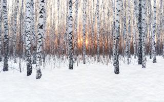 Birch, representing 24 Dec to 20 Jan in the Celtic tree calendar, looks best in winter.